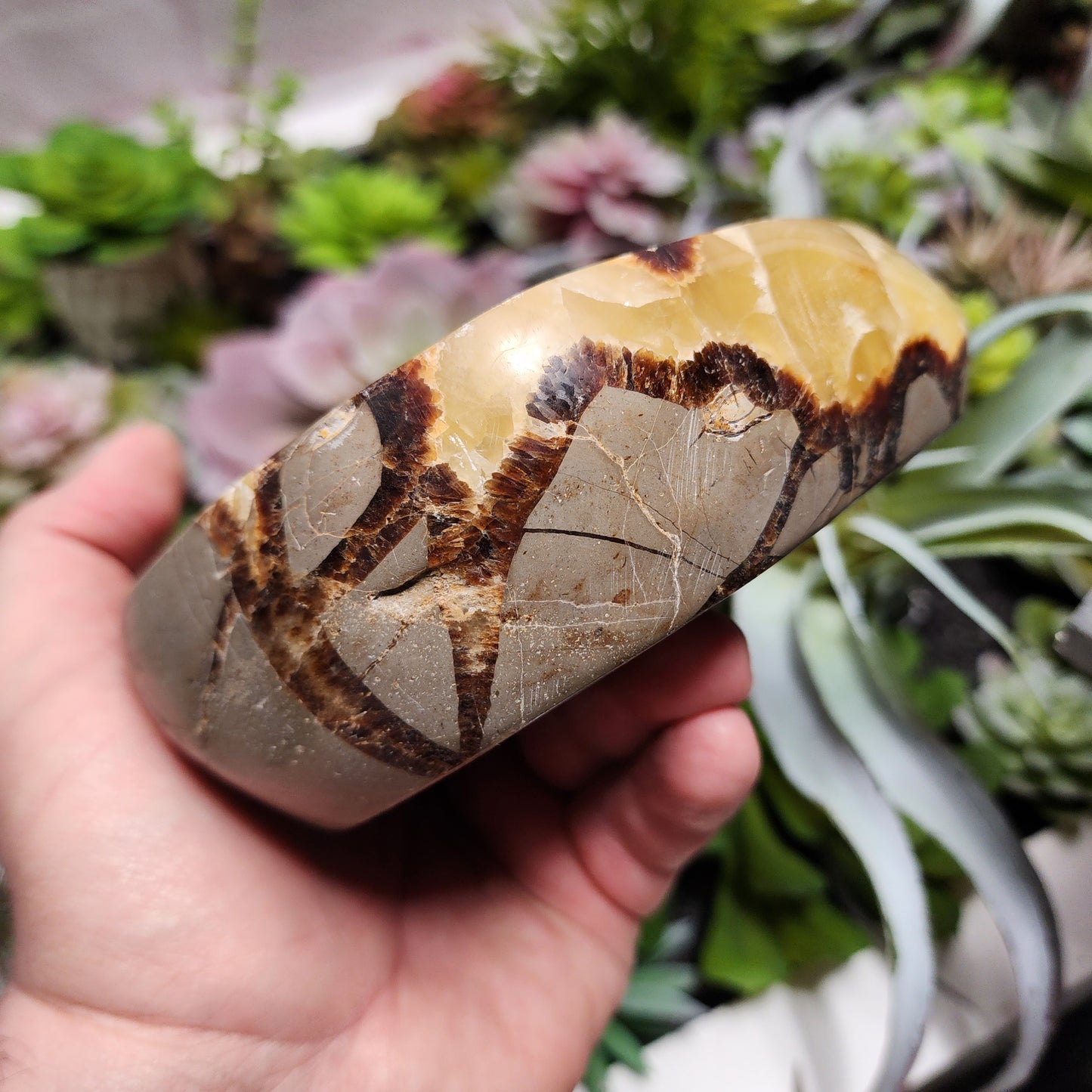 Septarian Dish | 2398