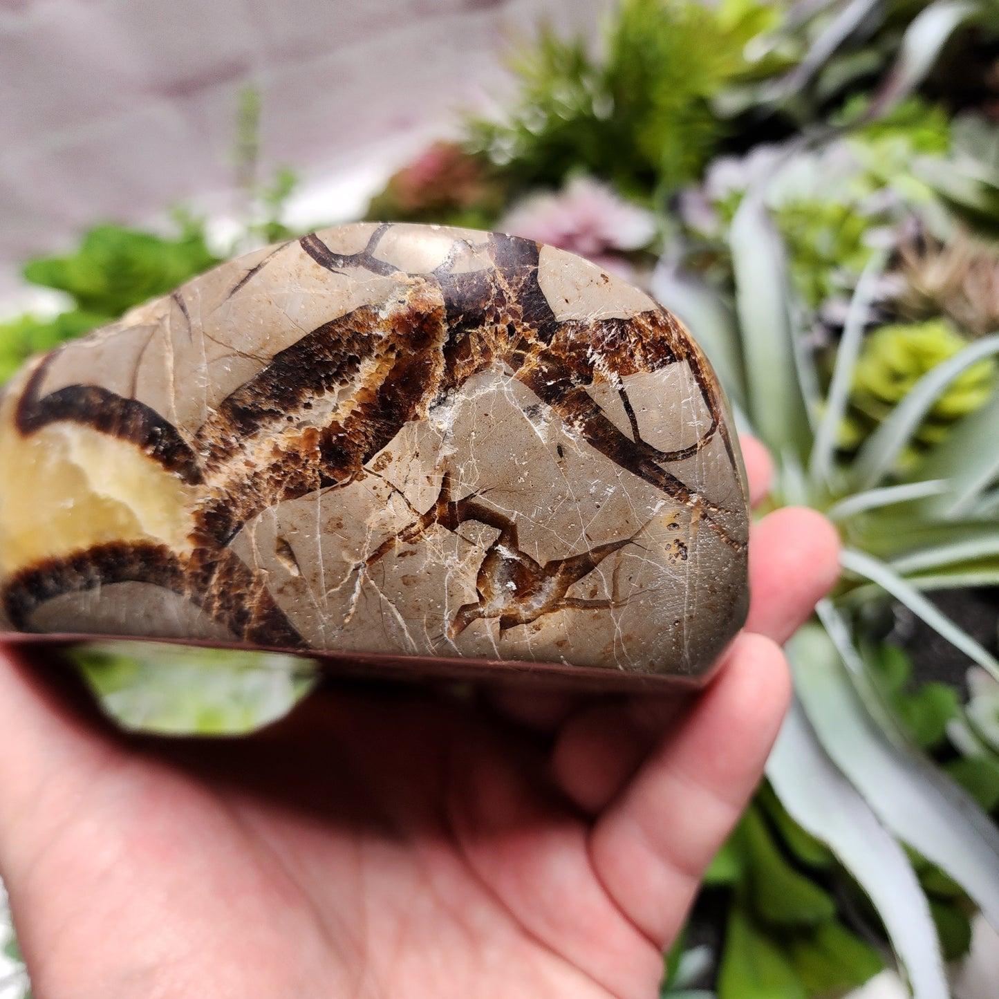 Septarian Dish | 2398
