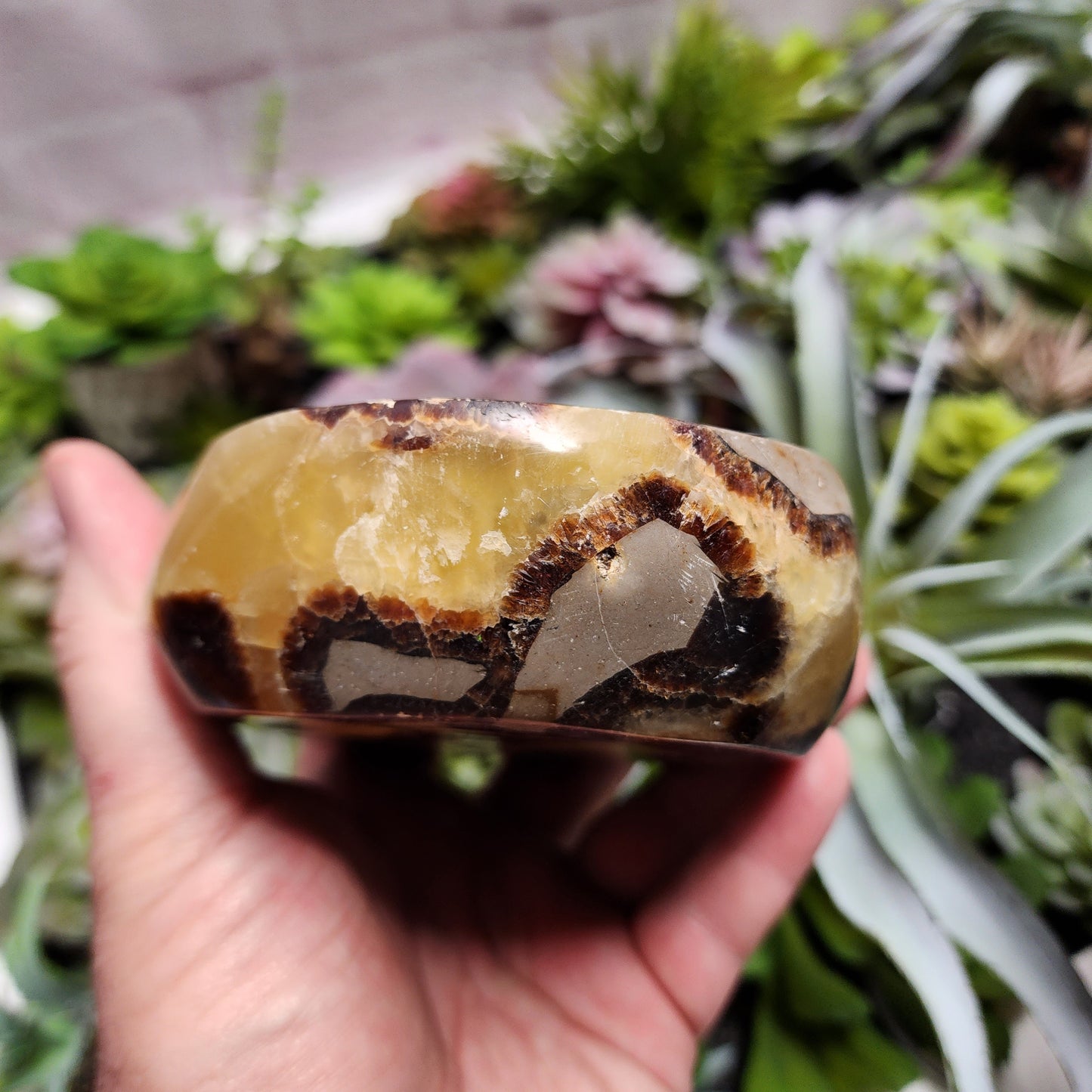Septarian Dish | 2398