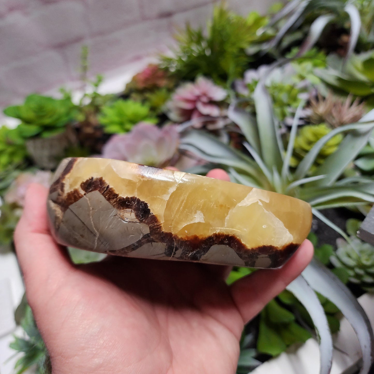 Septarian Dish | 2398