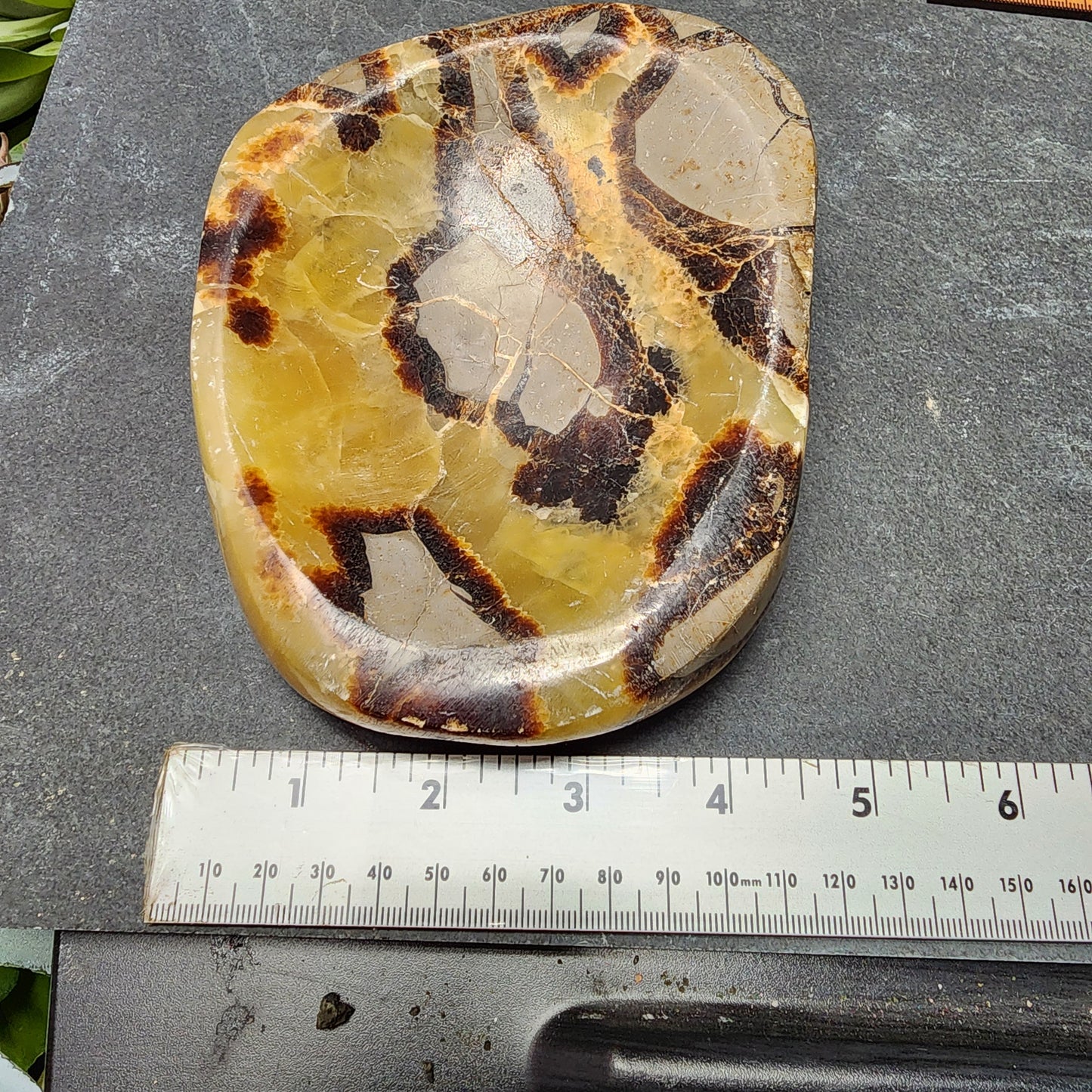 Septarian Dish | 2398