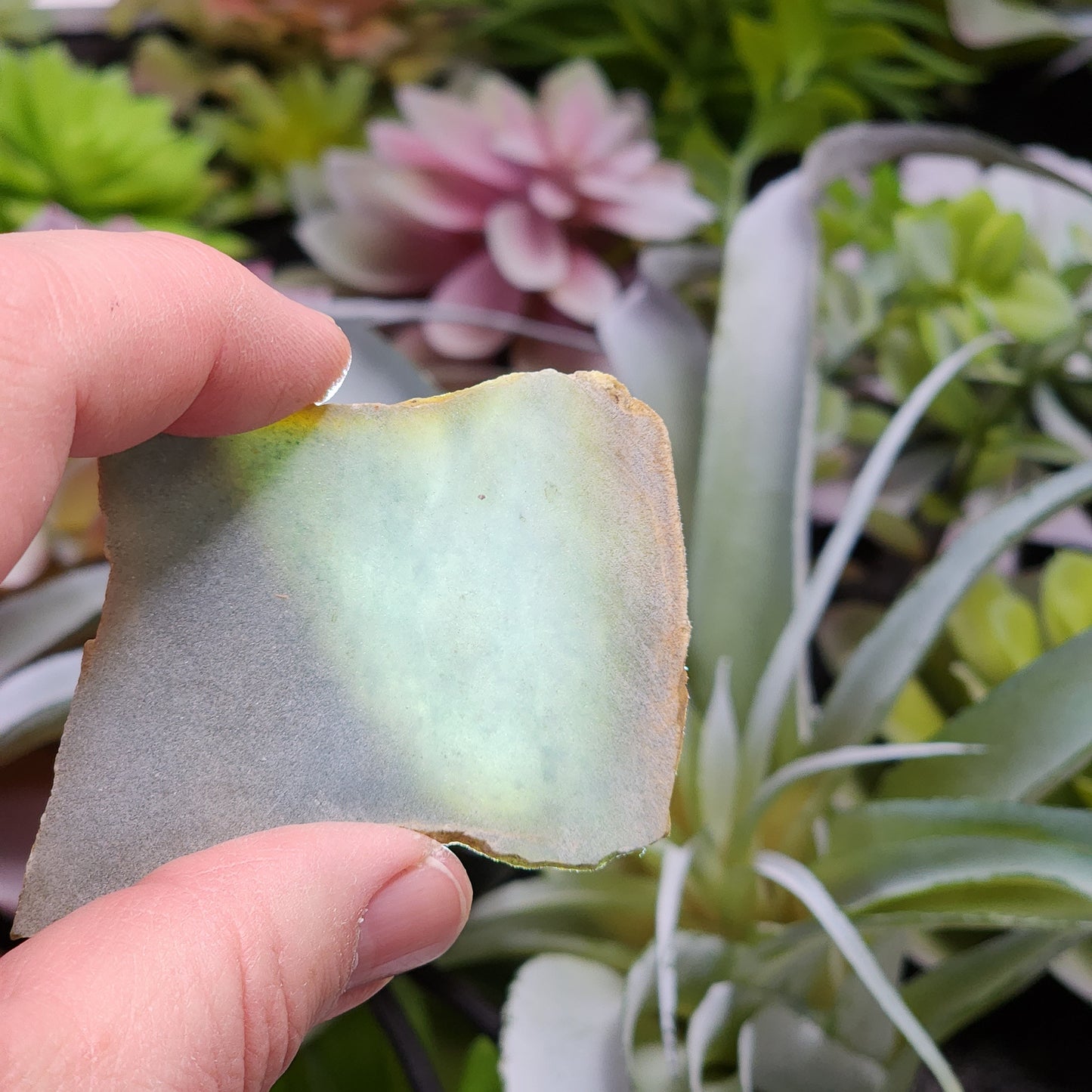 Olmec Blue Jadeite Jade Rough Material | 2314