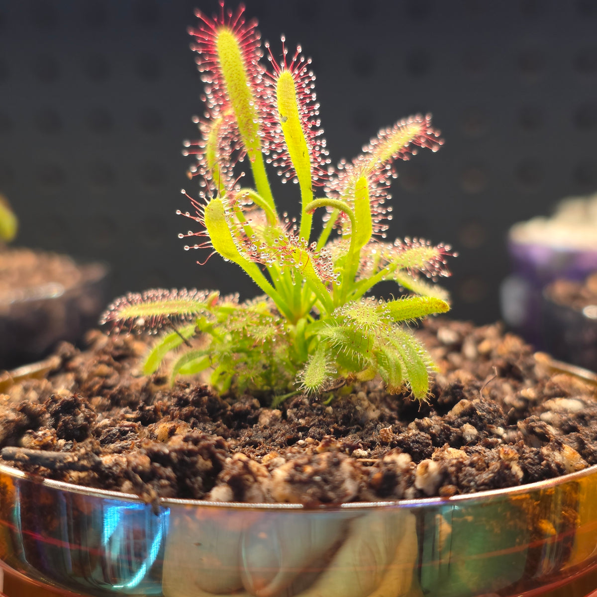 Sundew Shaker