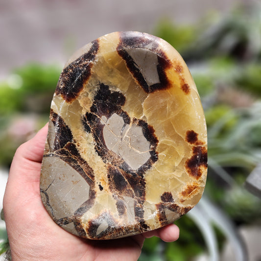 Septarian Dish | 2398