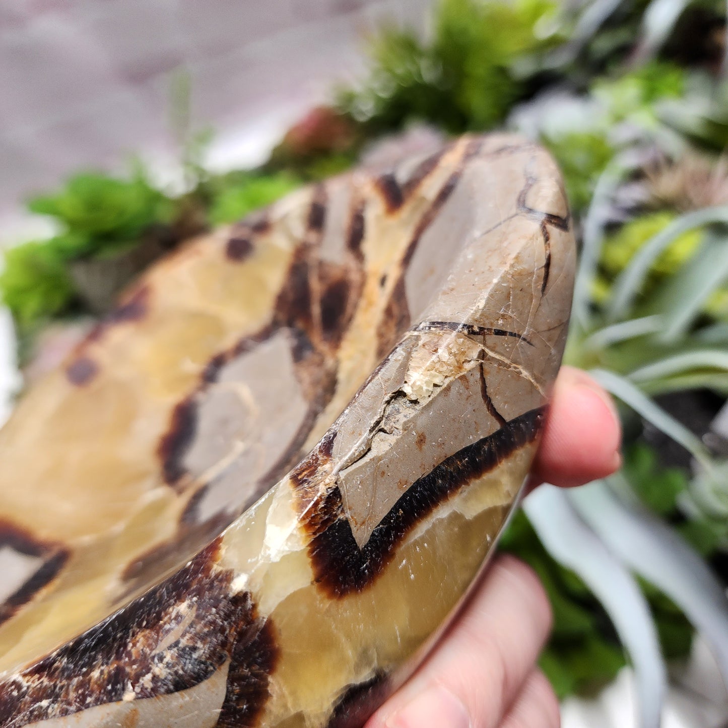 Septarian Dish | 2398