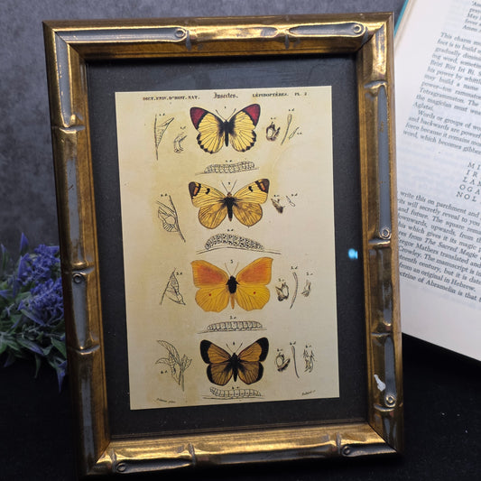 Vintage Butterfly Postcard - Framed | 3170