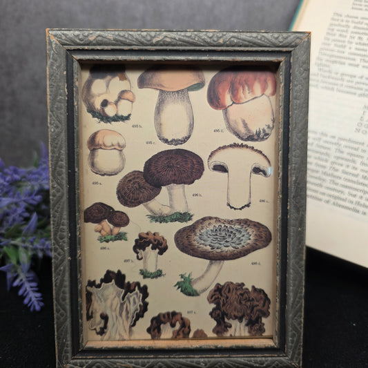 Vintage Mushroom Postcard - Framed | 3171