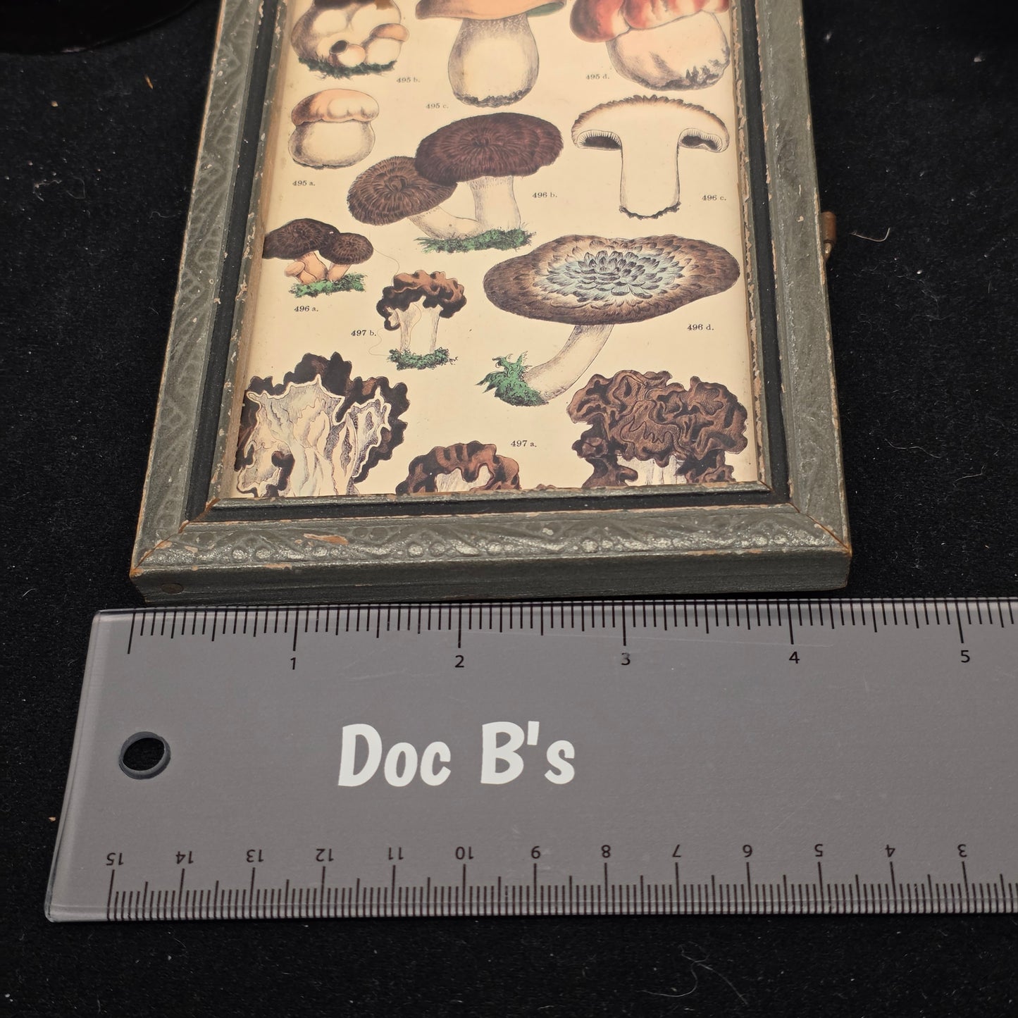 Vintage Mushroom Postcard - Framed | 3171