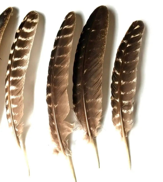 Turkey Feather | 3041
