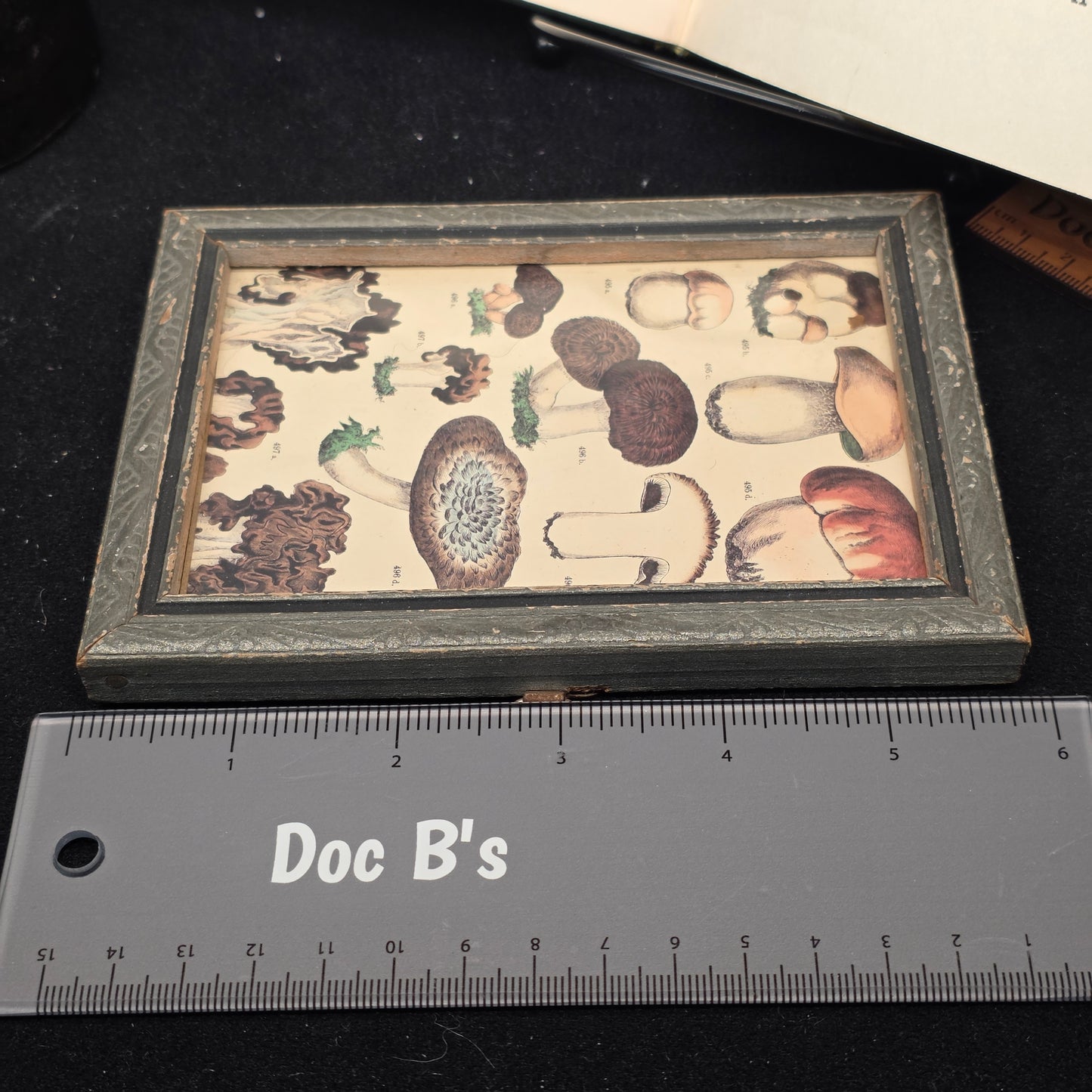 Vintage Mushroom Postcard - Framed | 3171